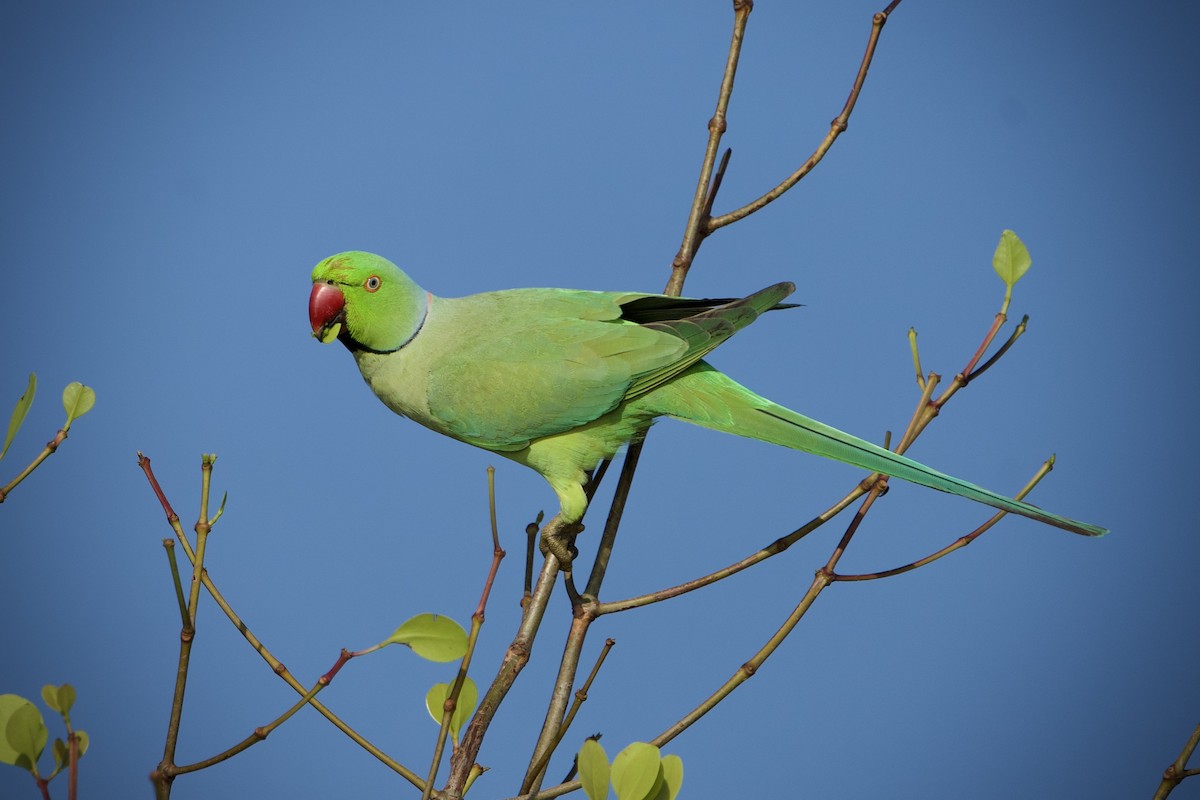 Rose-ringed Parakeet - ML646396964