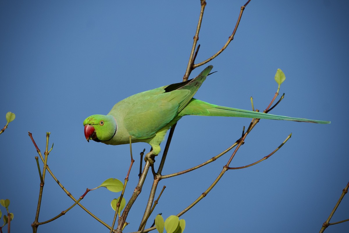 Rose-ringed Parakeet - ML646396965