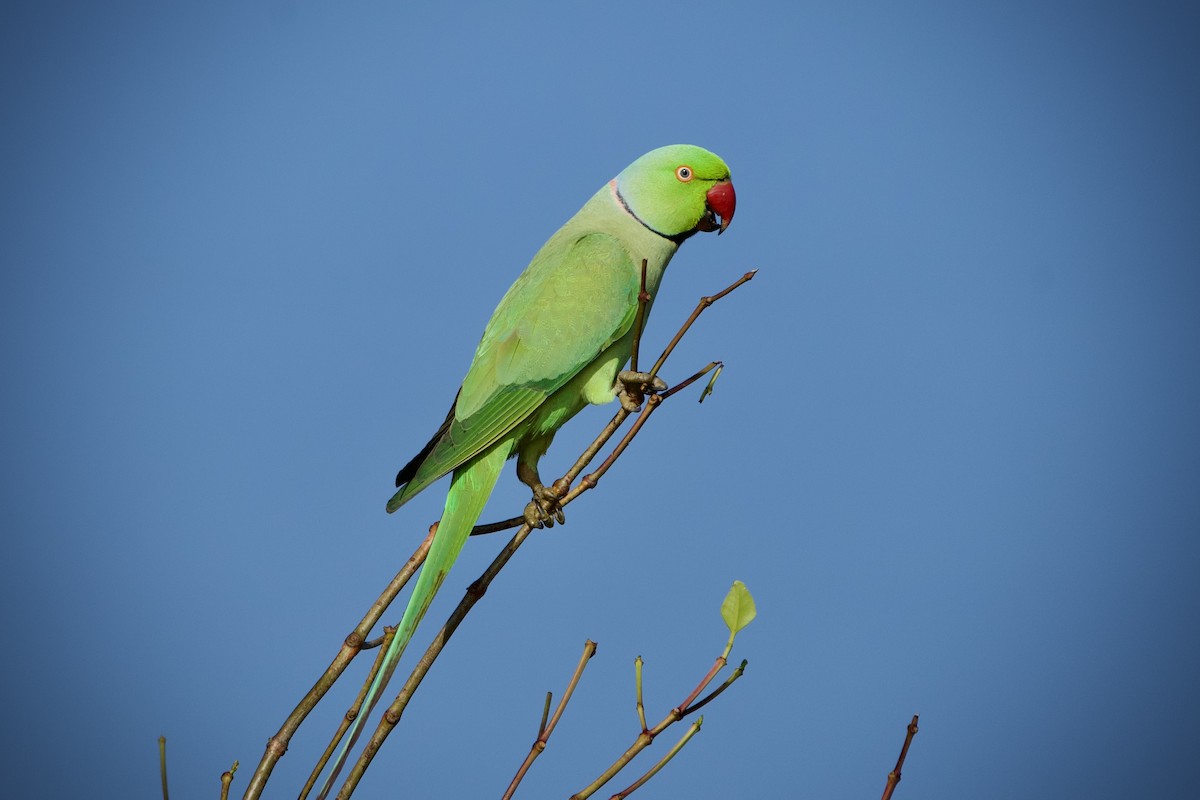 Rose-ringed Parakeet - ML646396966