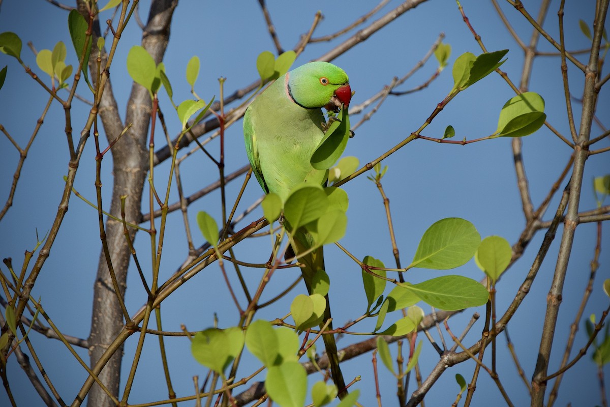 Rose-ringed Parakeet - ML646396967