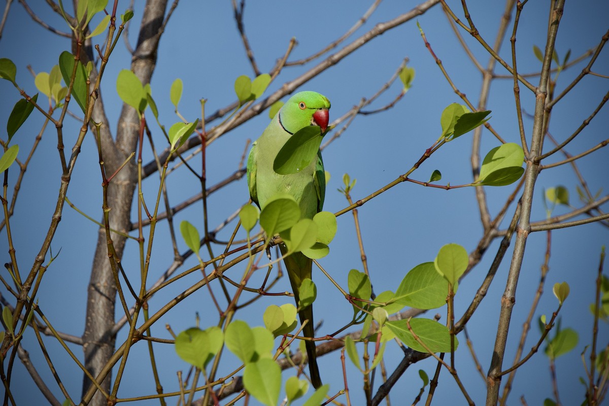 Rose-ringed Parakeet - ML646396968