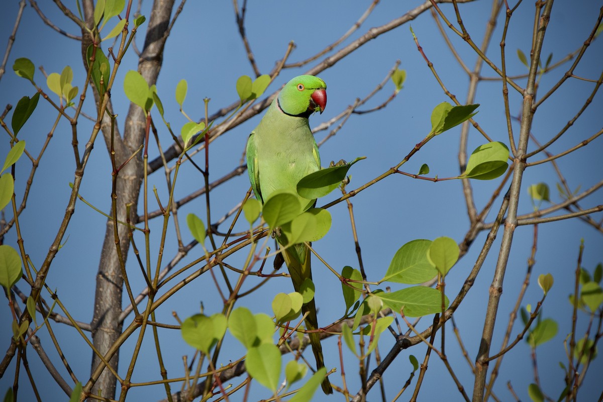 Rose-ringed Parakeet - ML646396969
