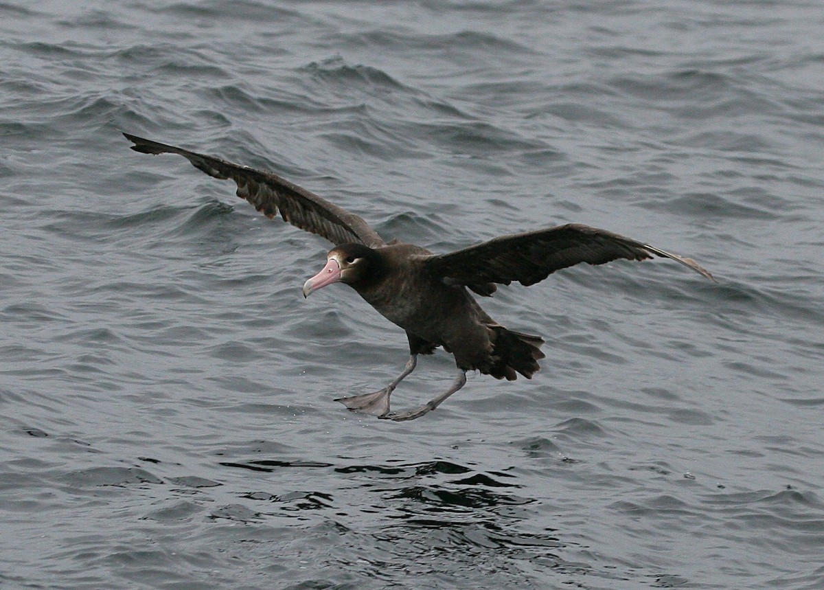 Short-tailed Albatross - ML646396972
