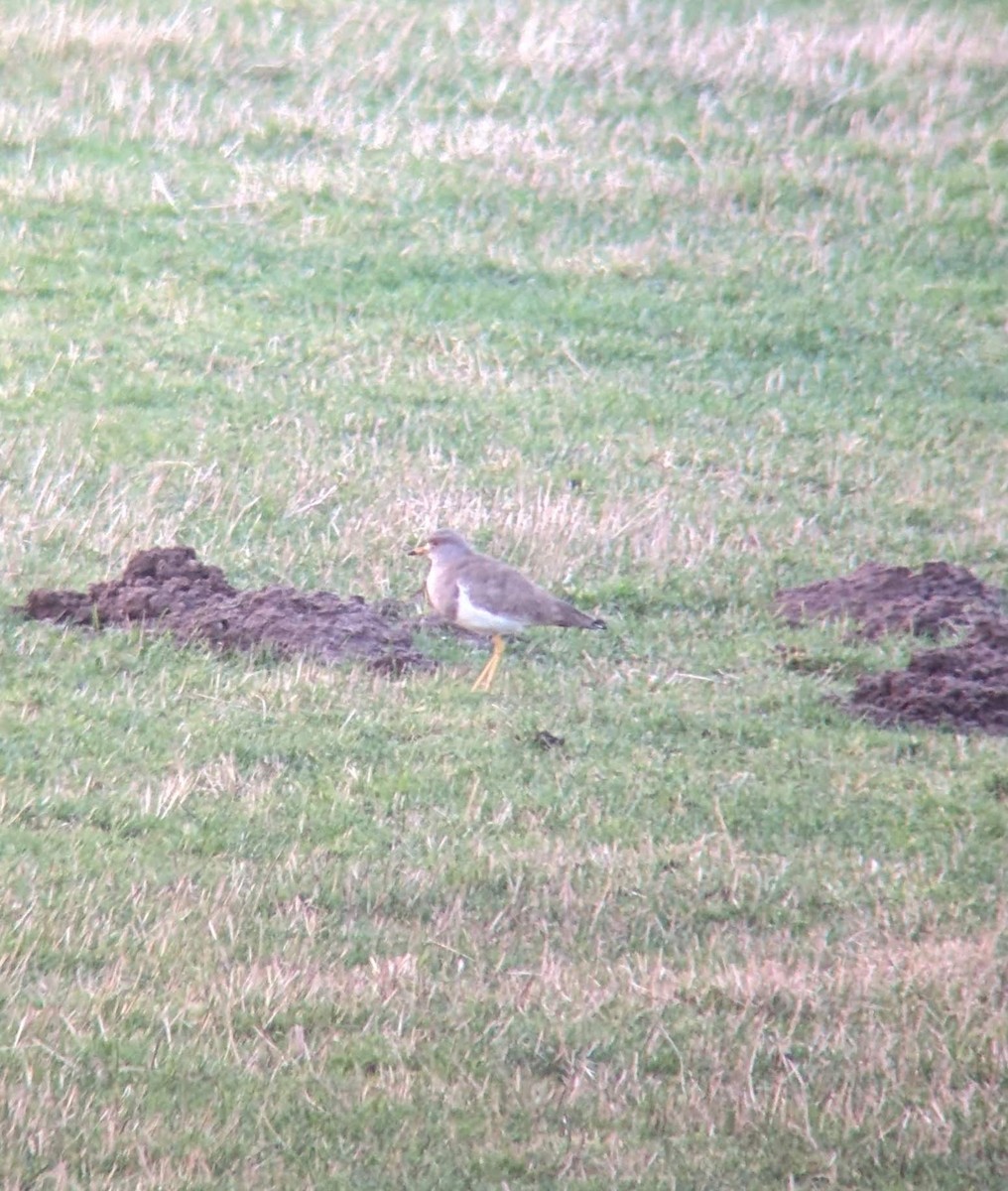 Gray-headed Lapwing - ML646396974