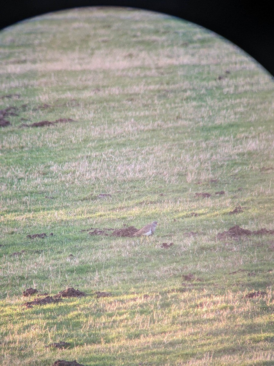 Gray-headed Lapwing - ML646396975