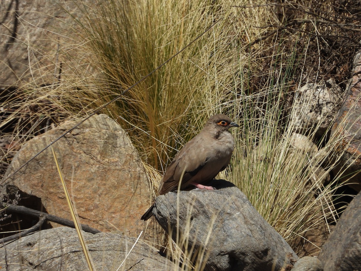 Bare-eyed Ground Dove - ML646396976