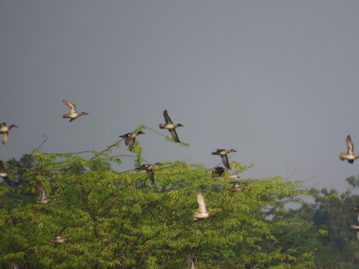 Ногоохон нугас - ML646396979