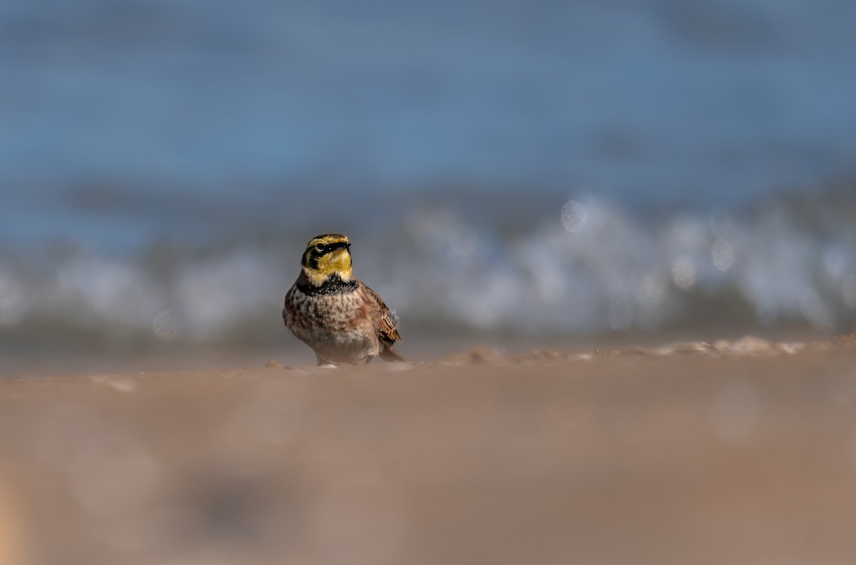 Horned Lark - ML646396981