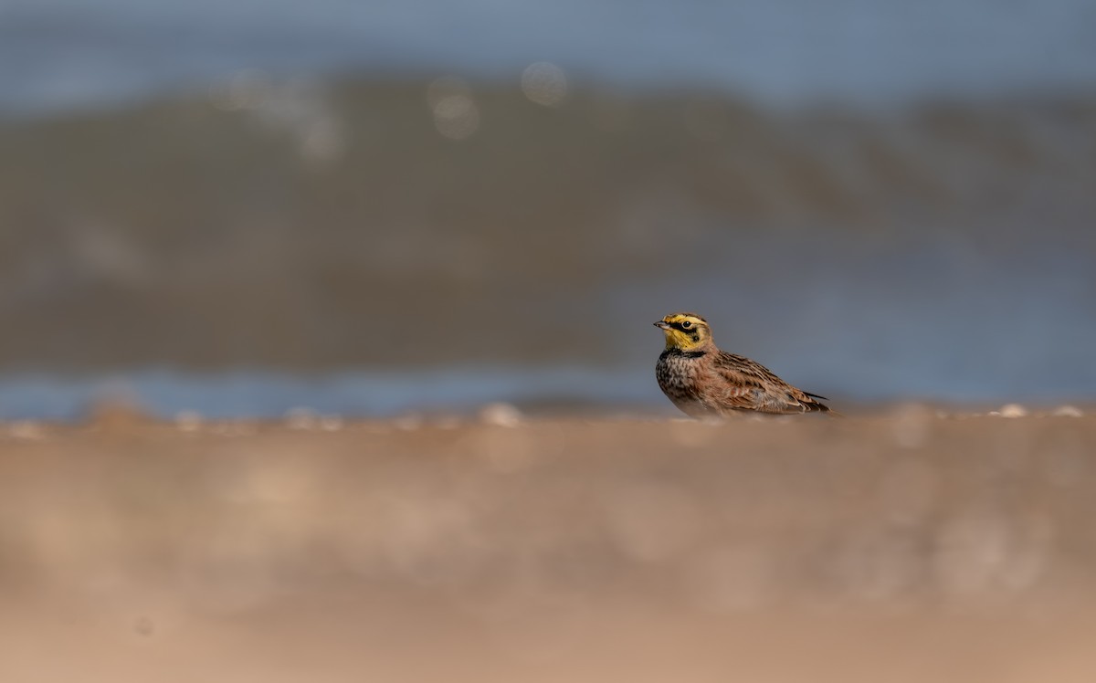 Horned Lark - ML646396982