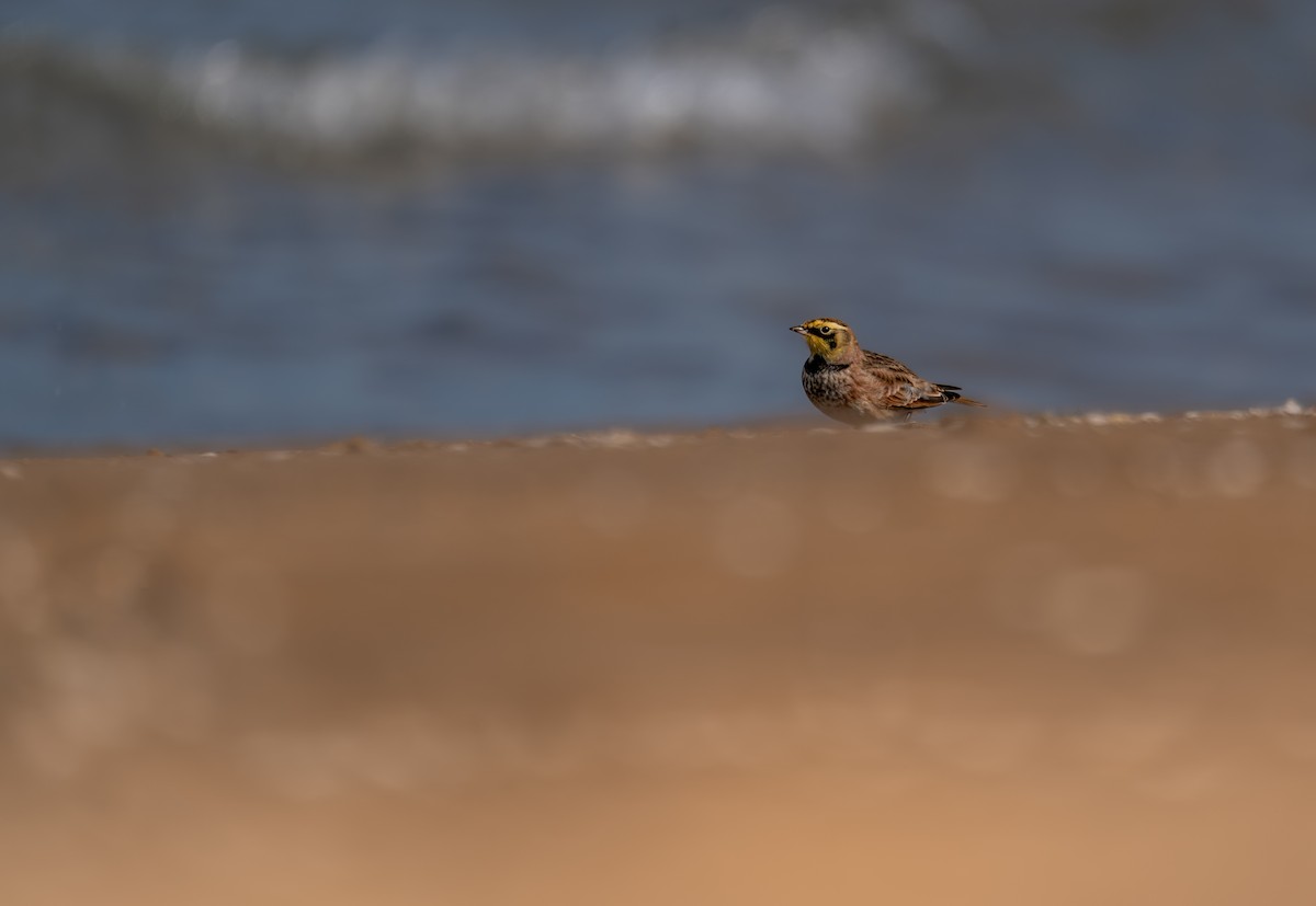 Horned Lark - ML646396983