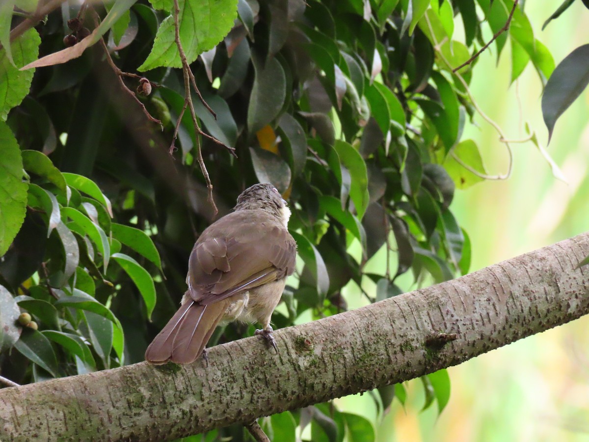Pale-throated Greenbul - ML646396984