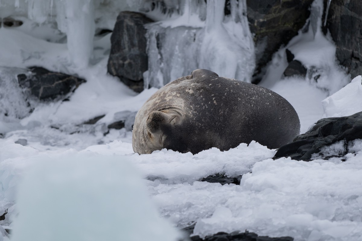 Weddell Seal - ML646396985