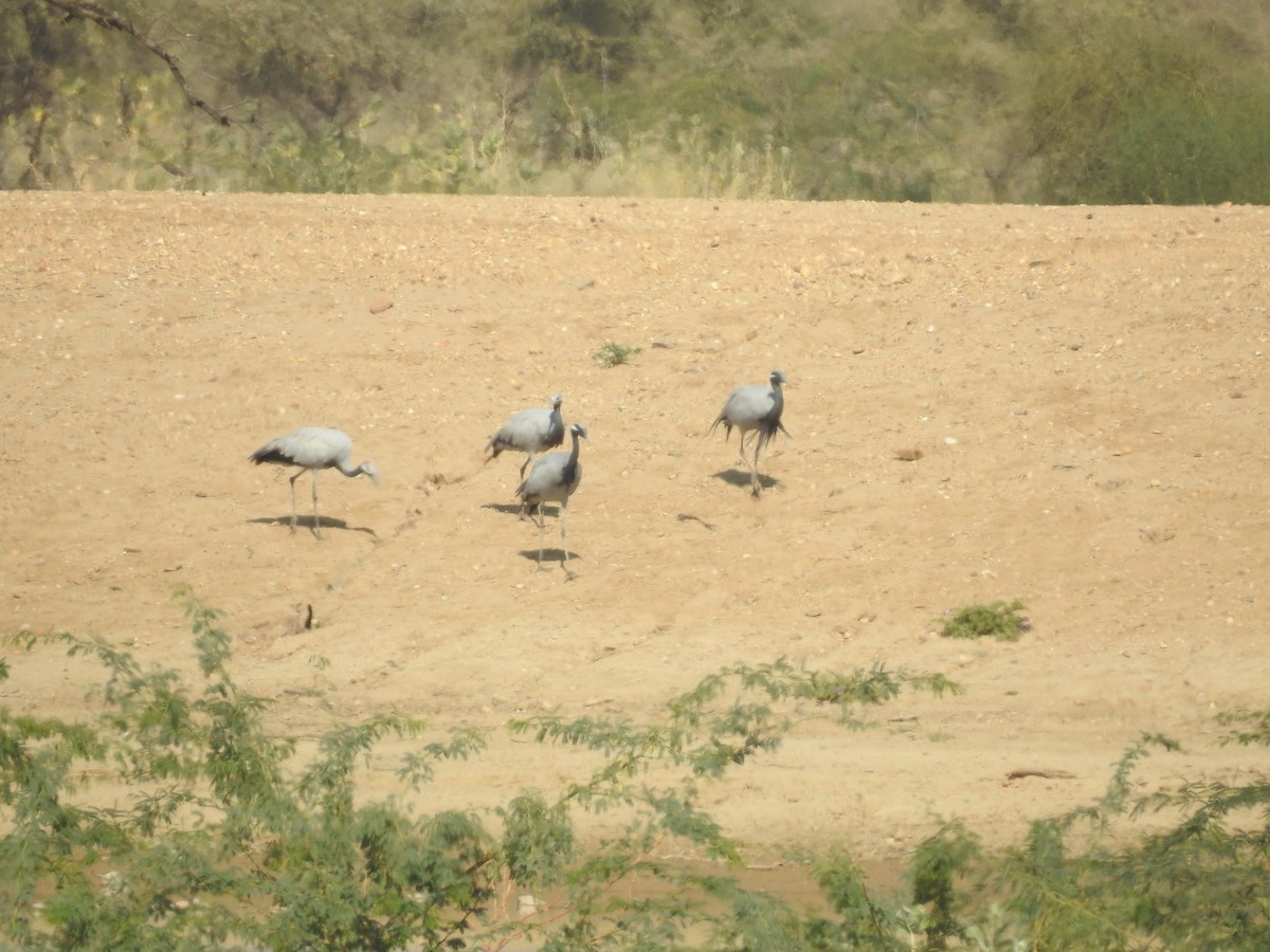 Demoiselle Crane - ML646396986