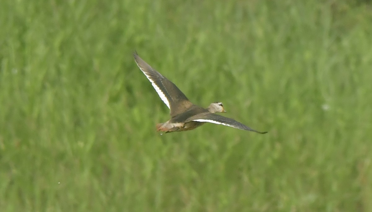 Cotton Pygmy-Goose - ML646396994