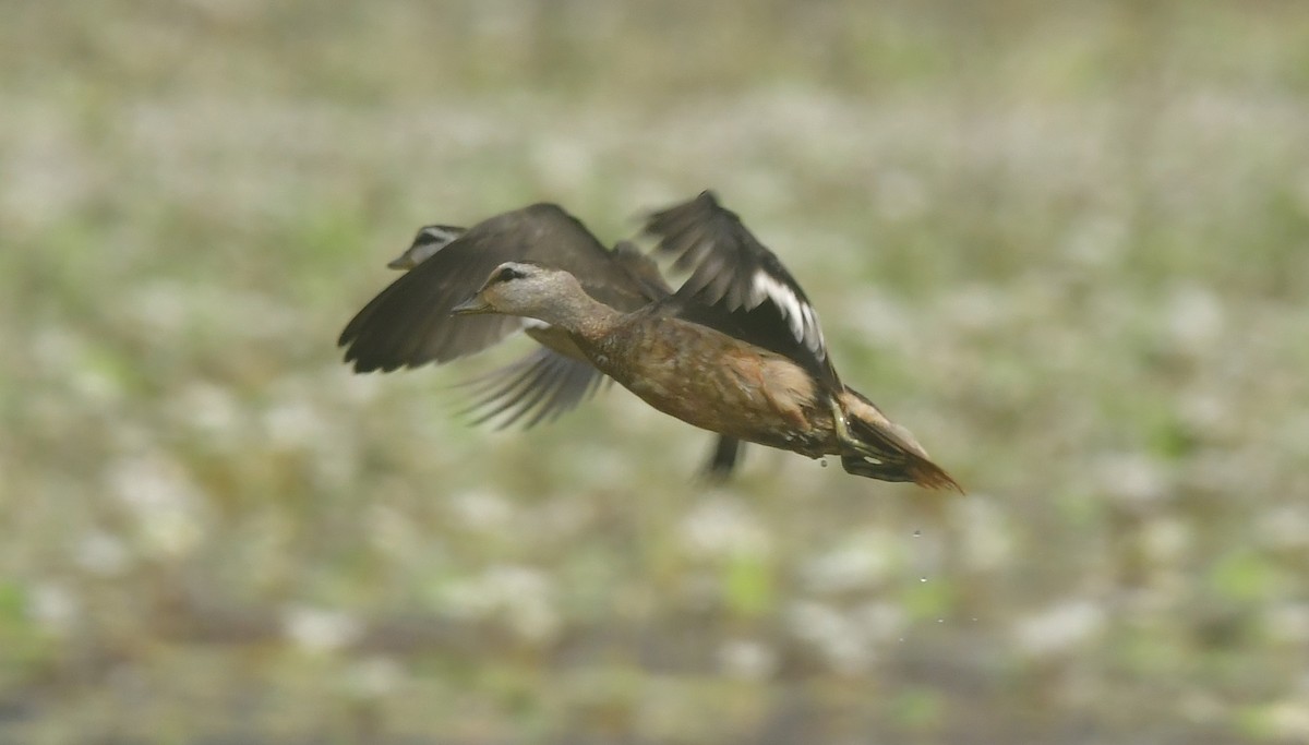 Cotton Pygmy-Goose - ML646396995