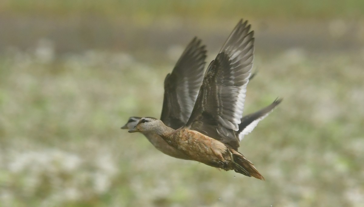 Cotton Pygmy-Goose - ML646396996