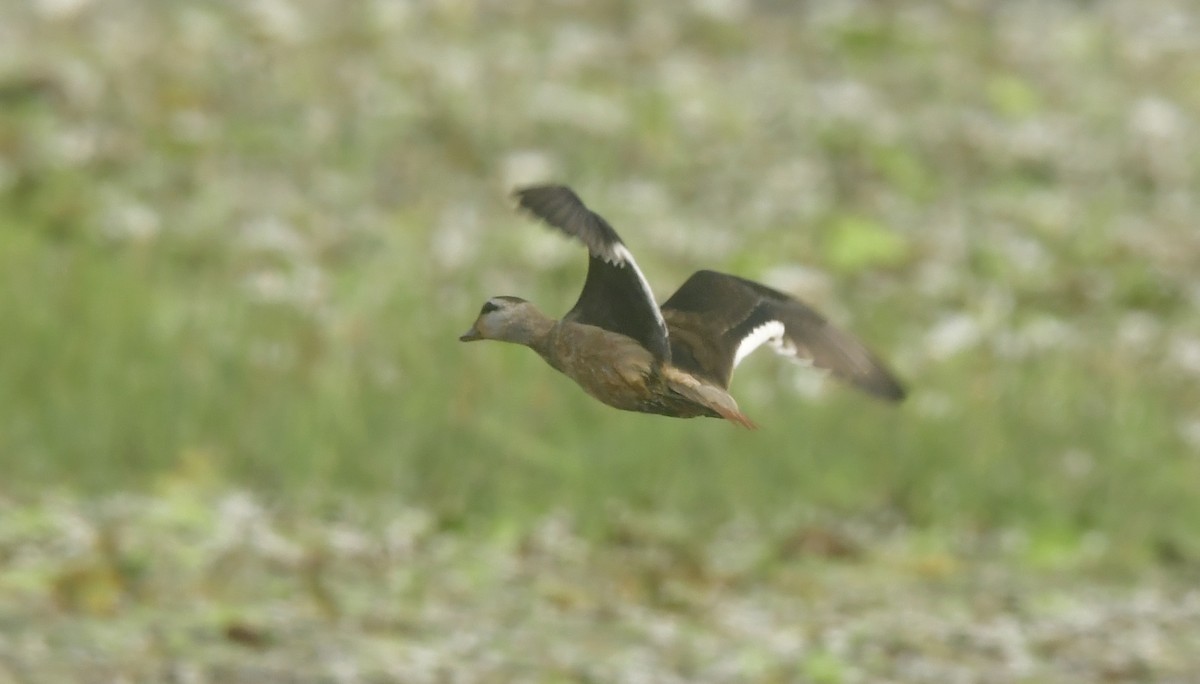 Cotton Pygmy-Goose - ML646396997