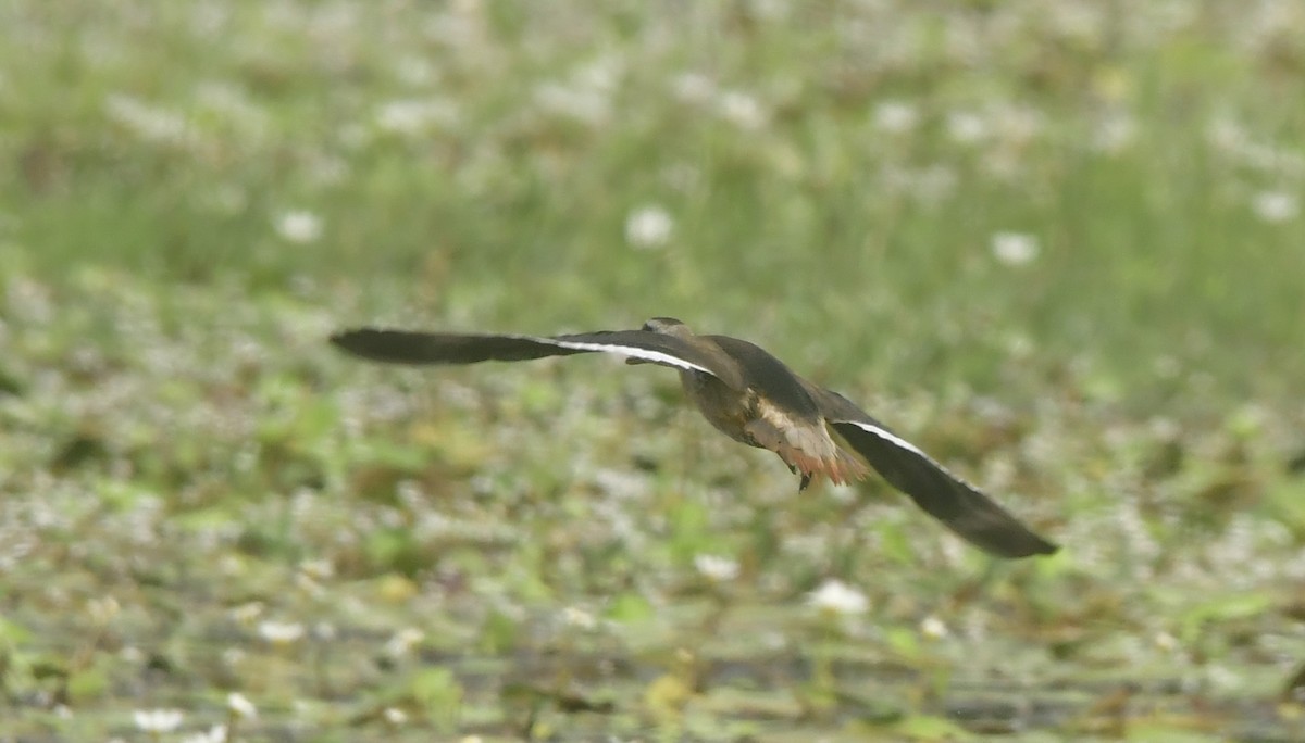 Cotton Pygmy-Goose - ML646396998