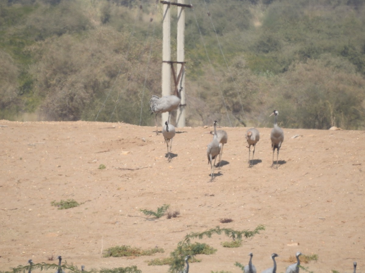 jeřáb popelavý - ML646397009