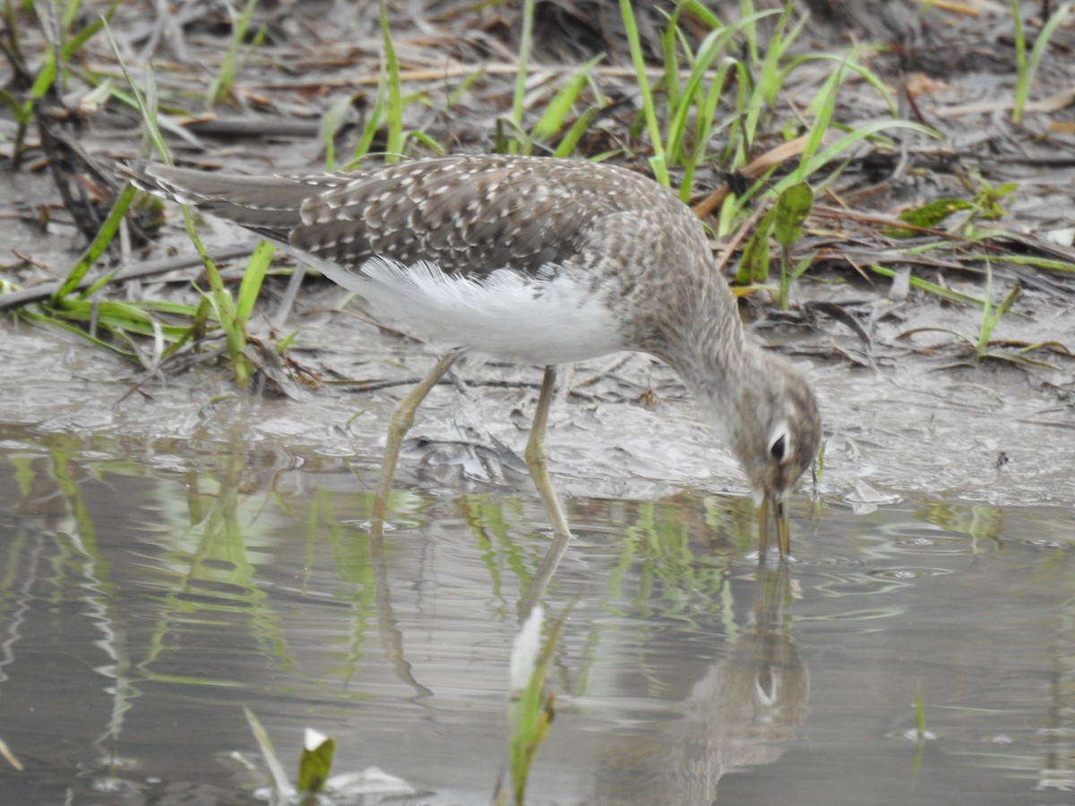 Solitary Sandpiper - ML646397011
