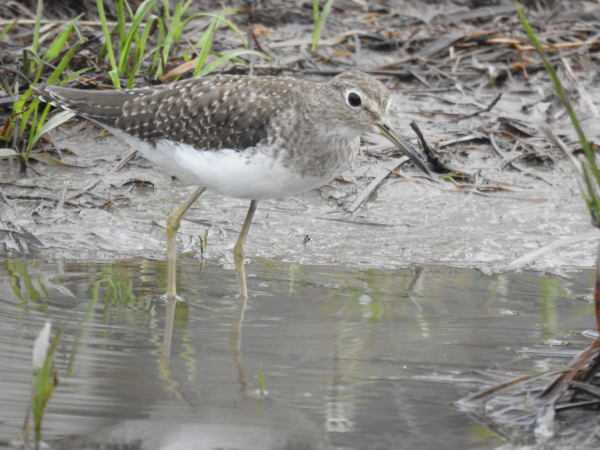 Solitary Sandpiper - ML646397015