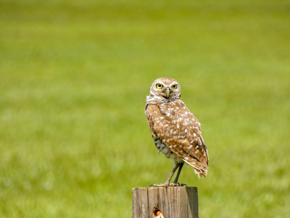 Burrowing Owl - ML646397018
