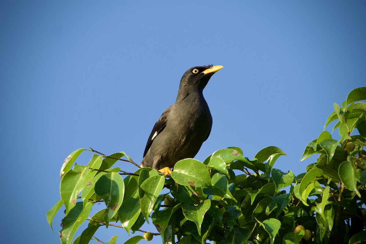 Javan Myna - ML646397021