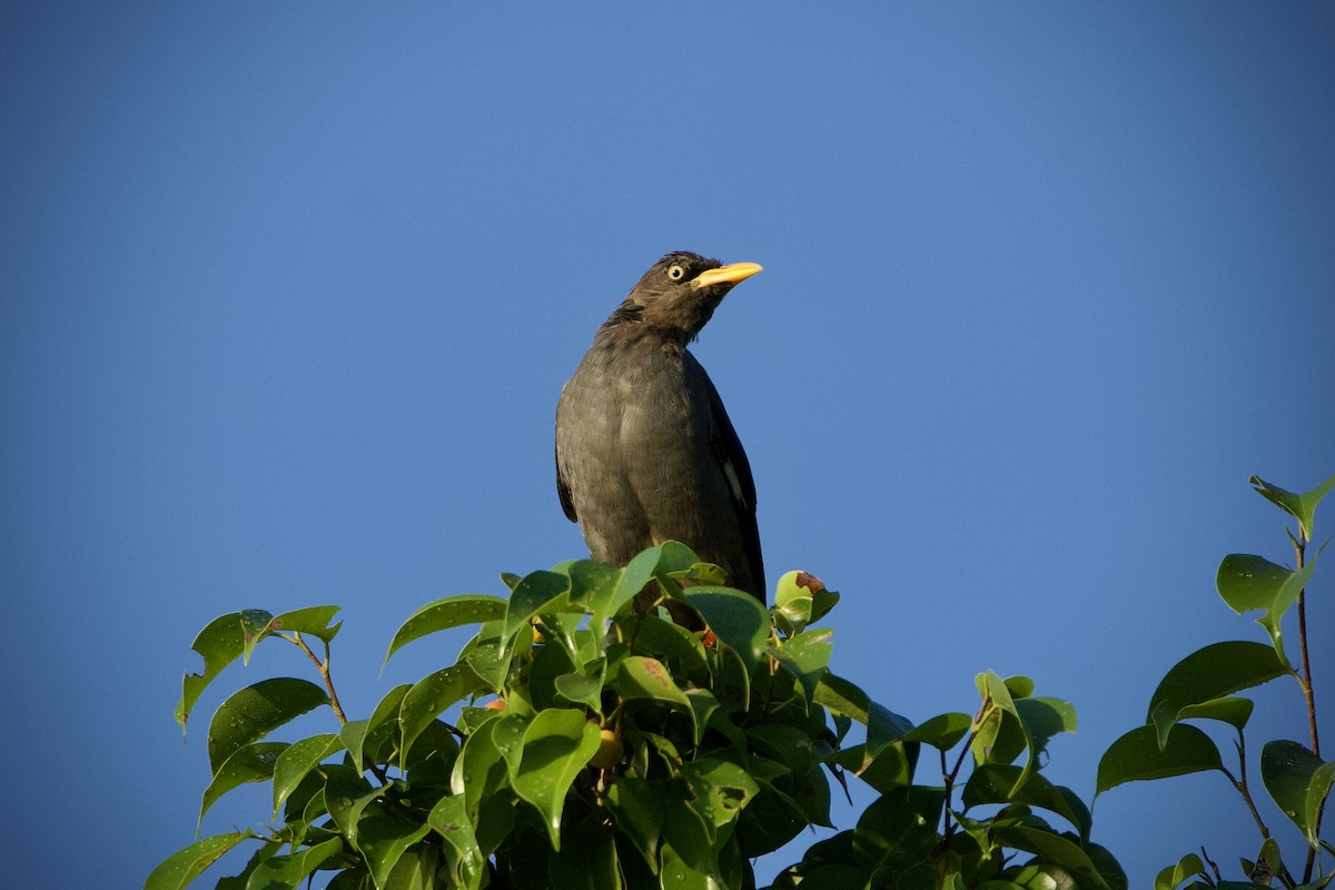 Javan Myna - ML646397022