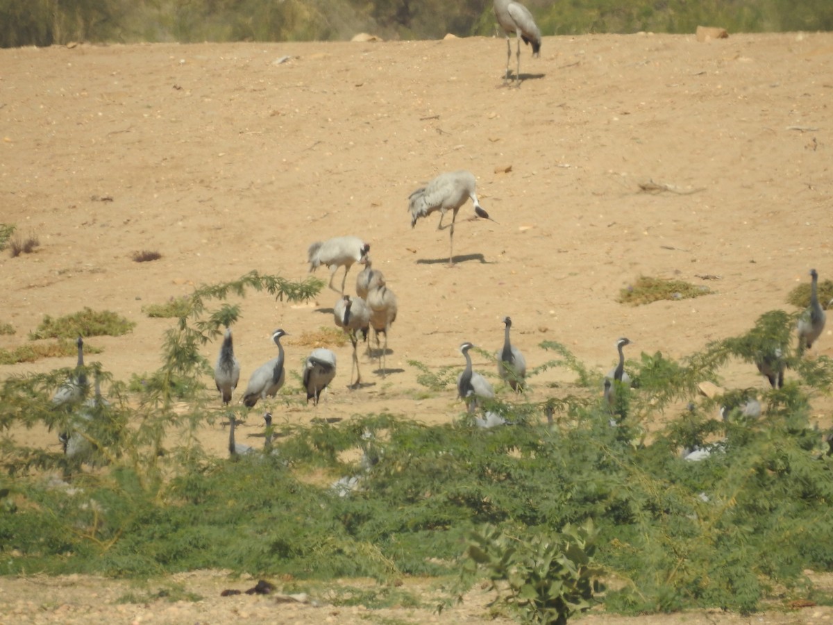 Demoiselle Crane - ML646397034