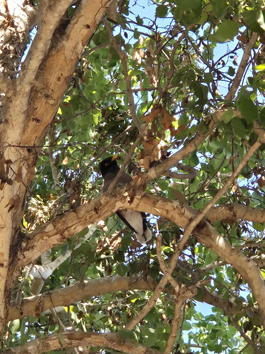 Common Myna - ML646397039