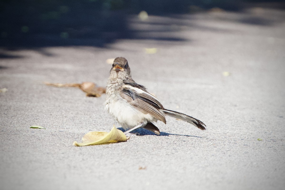 Oriental Magpie-Robin - ML646397040