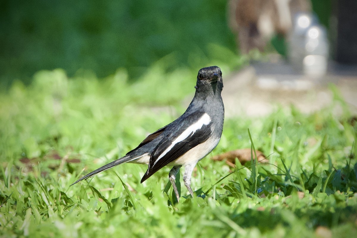 Oriental Magpie-Robin - ML646397041