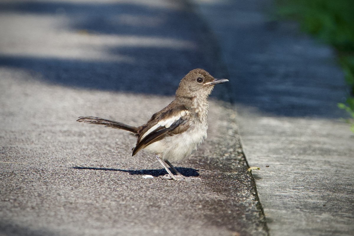 Oriental Magpie-Robin - ML646397042