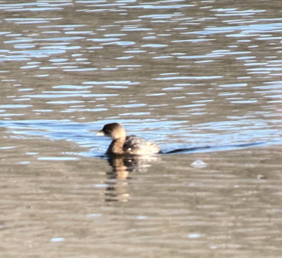 ringnebbdykker - ML646397044