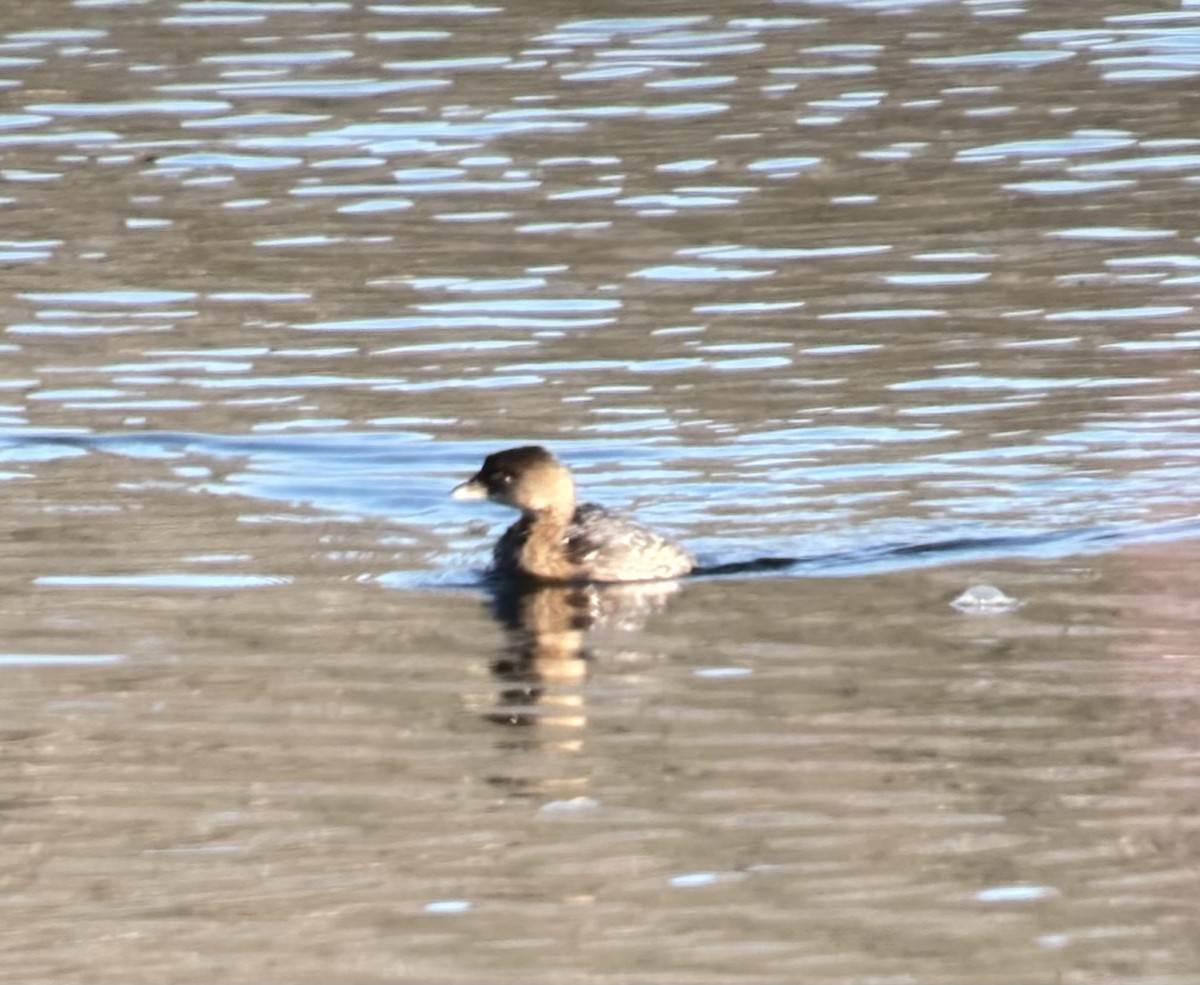 ringnebbdykker - ML646397045