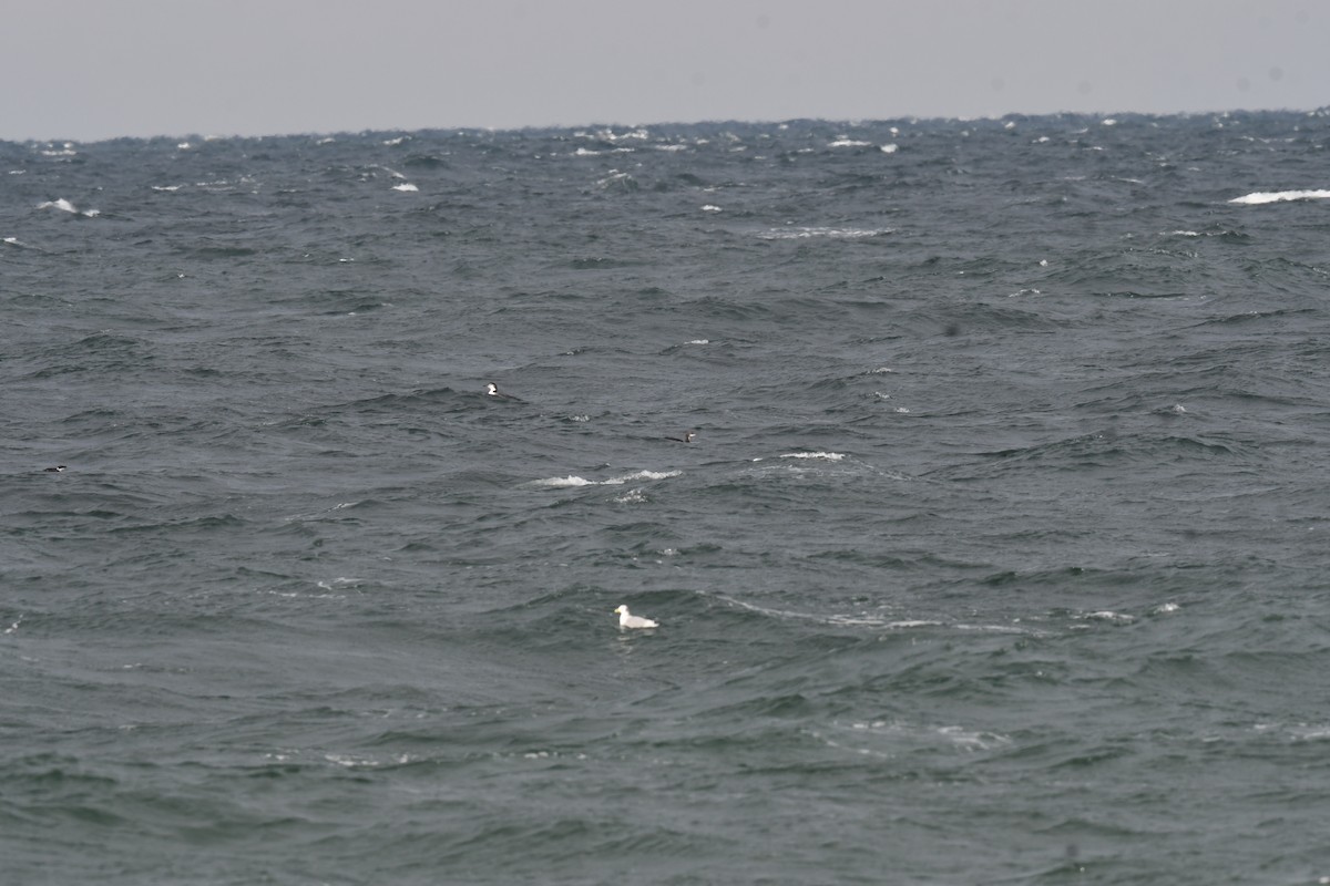 potáplice pacifická - ML646397049