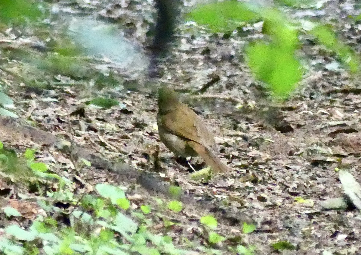 Terrestrial Brownbul - ML646397051