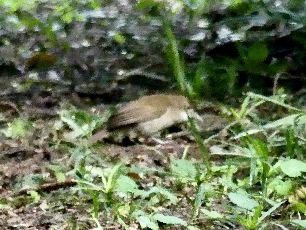 Terrestrial Brownbul - ML646397052