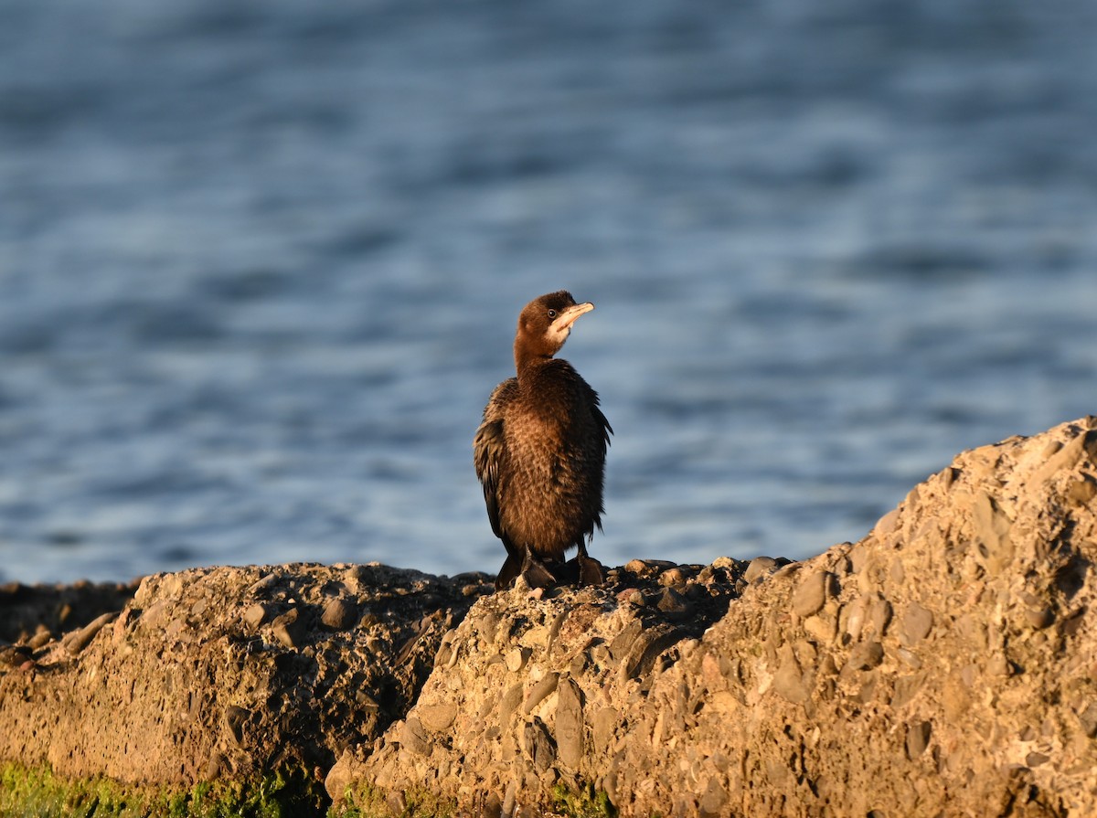 Pygmy Cormorant - ML646397053