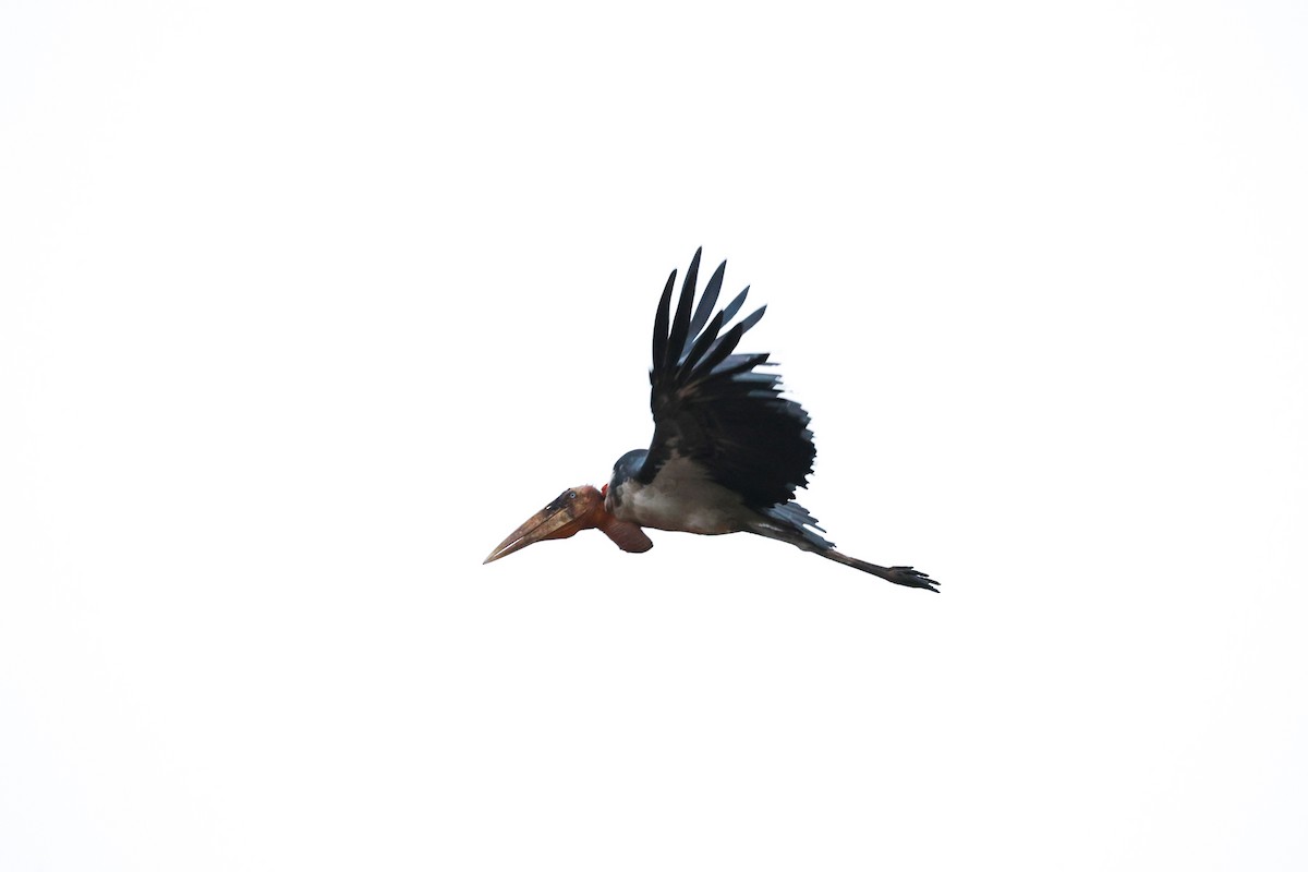 Greater Adjutant - ML646397054