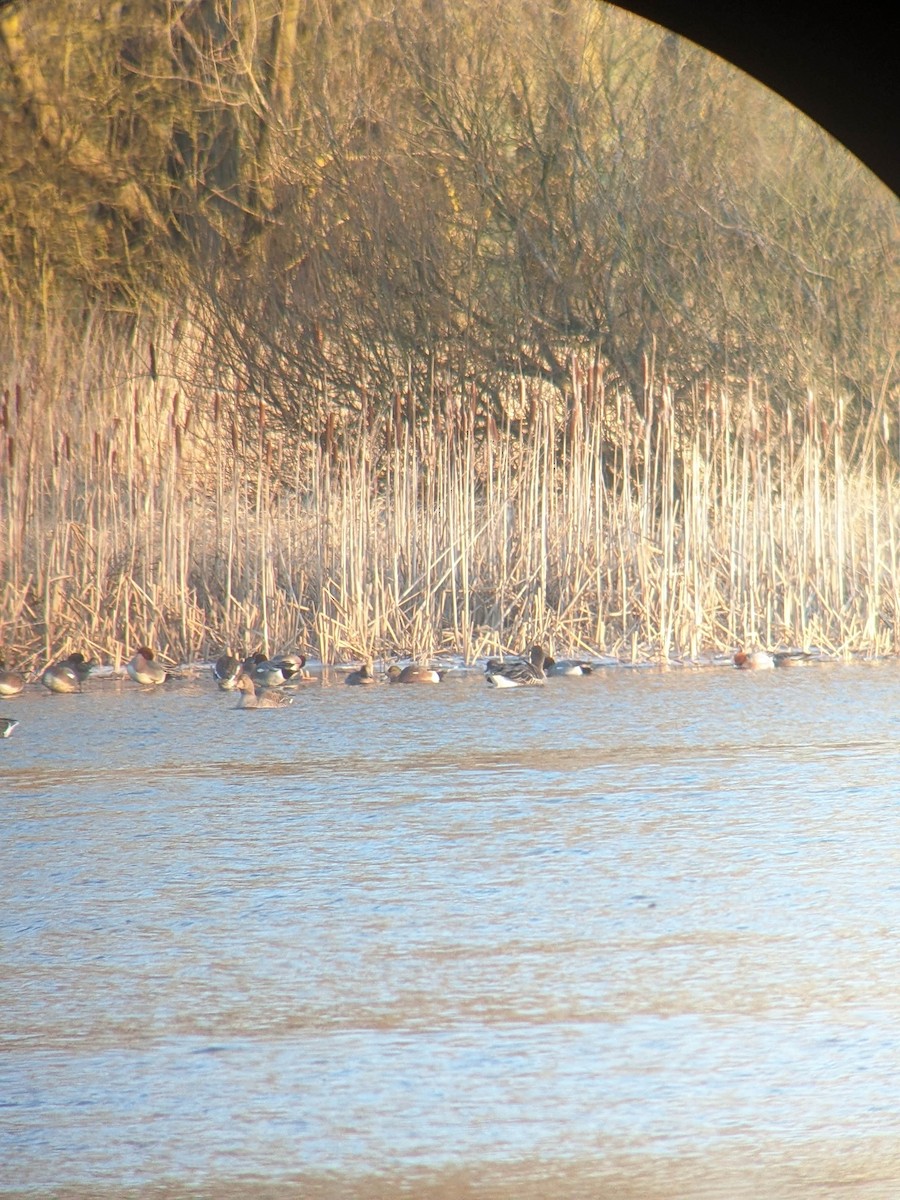 American Wigeon - ML646397056