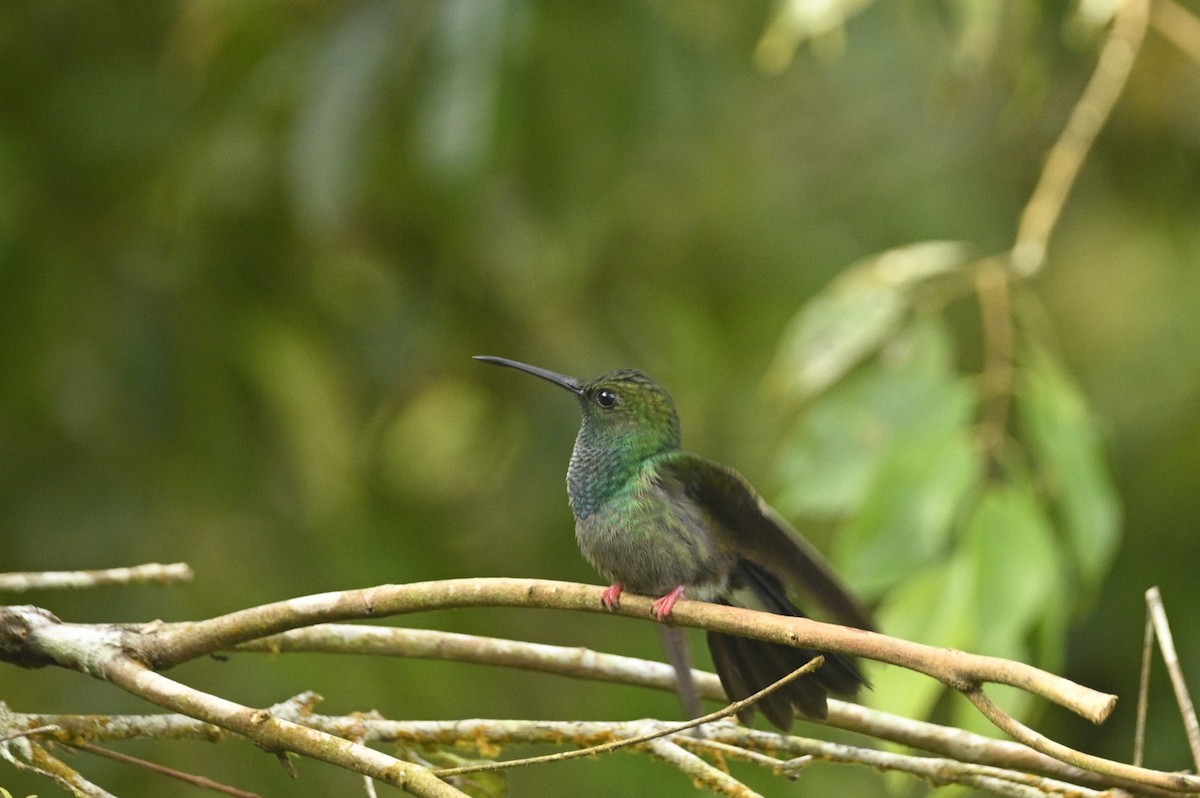 Bronze-tailed Plumeleteer - ML646397058