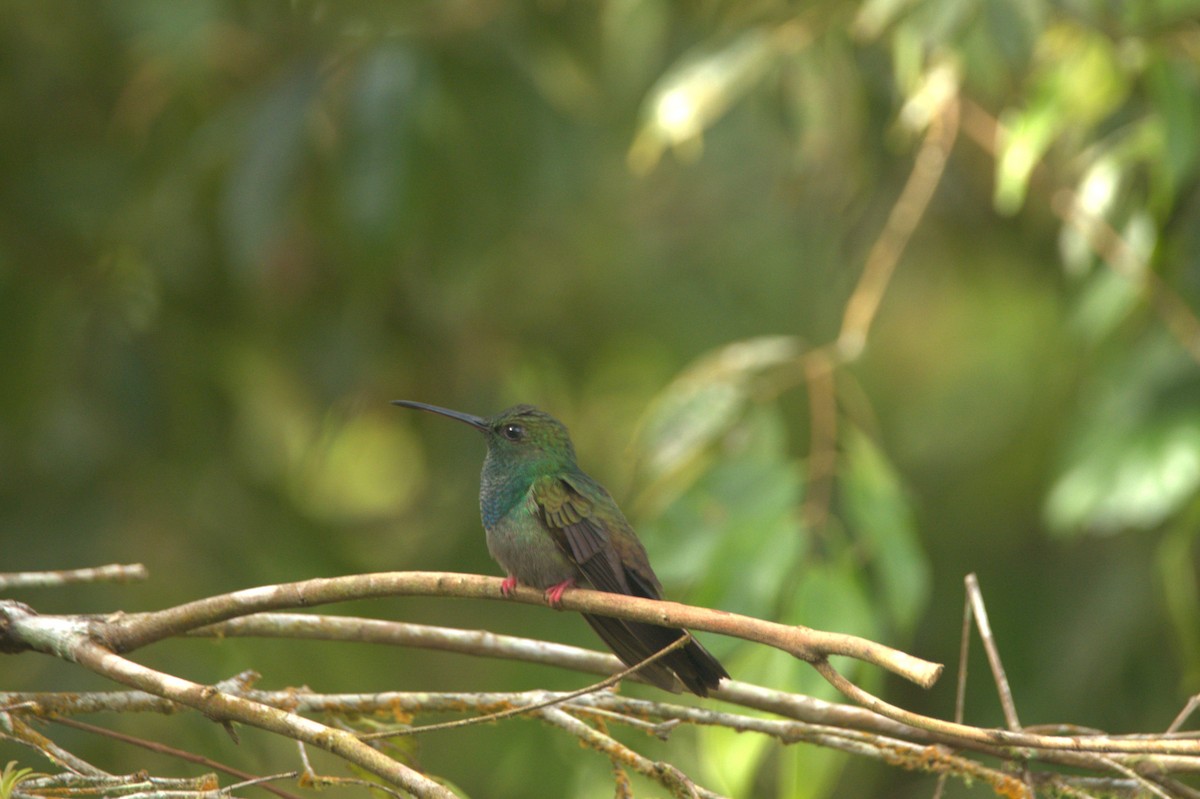 Bronze-tailed Plumeleteer - ML646397059