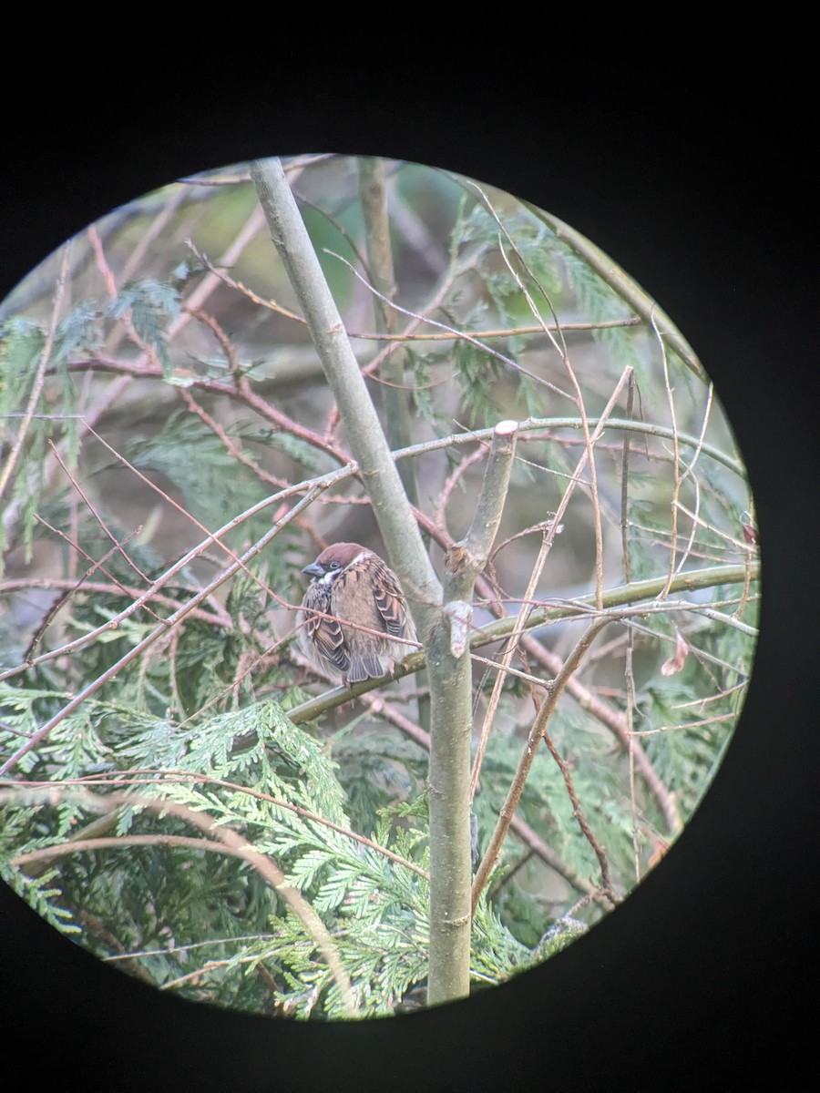 Хээрийн бор шувуу - ML646397060