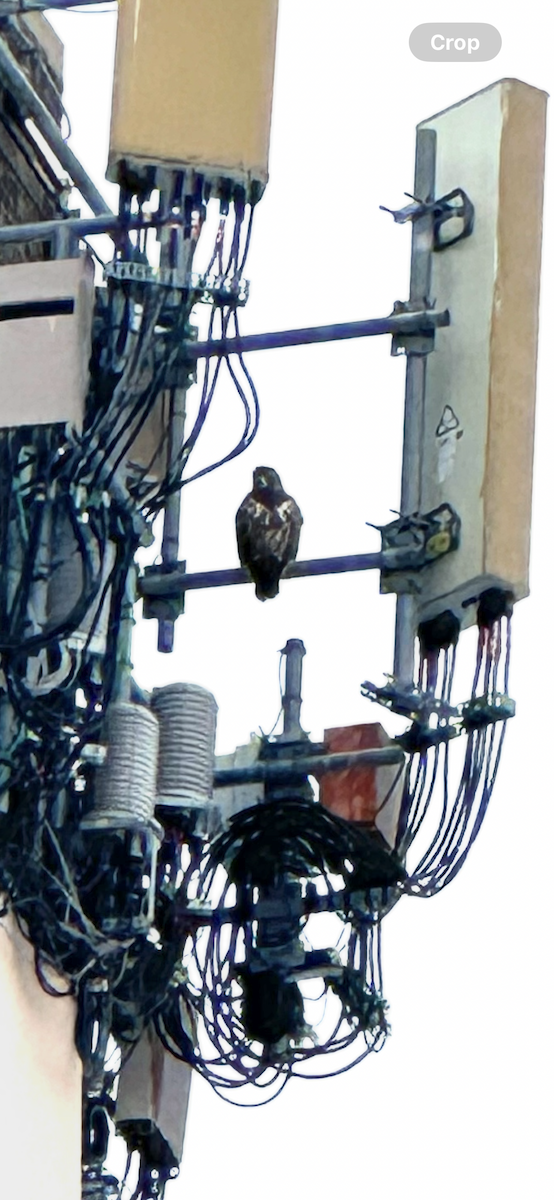 Red-tailed Hawk - ML646397062