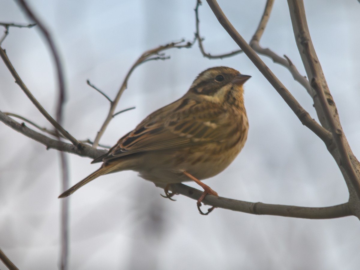 Rustic Bunting - ML646397065