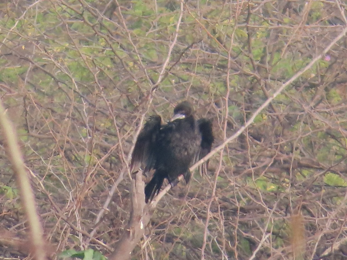 Little Cormorant - ML646397066