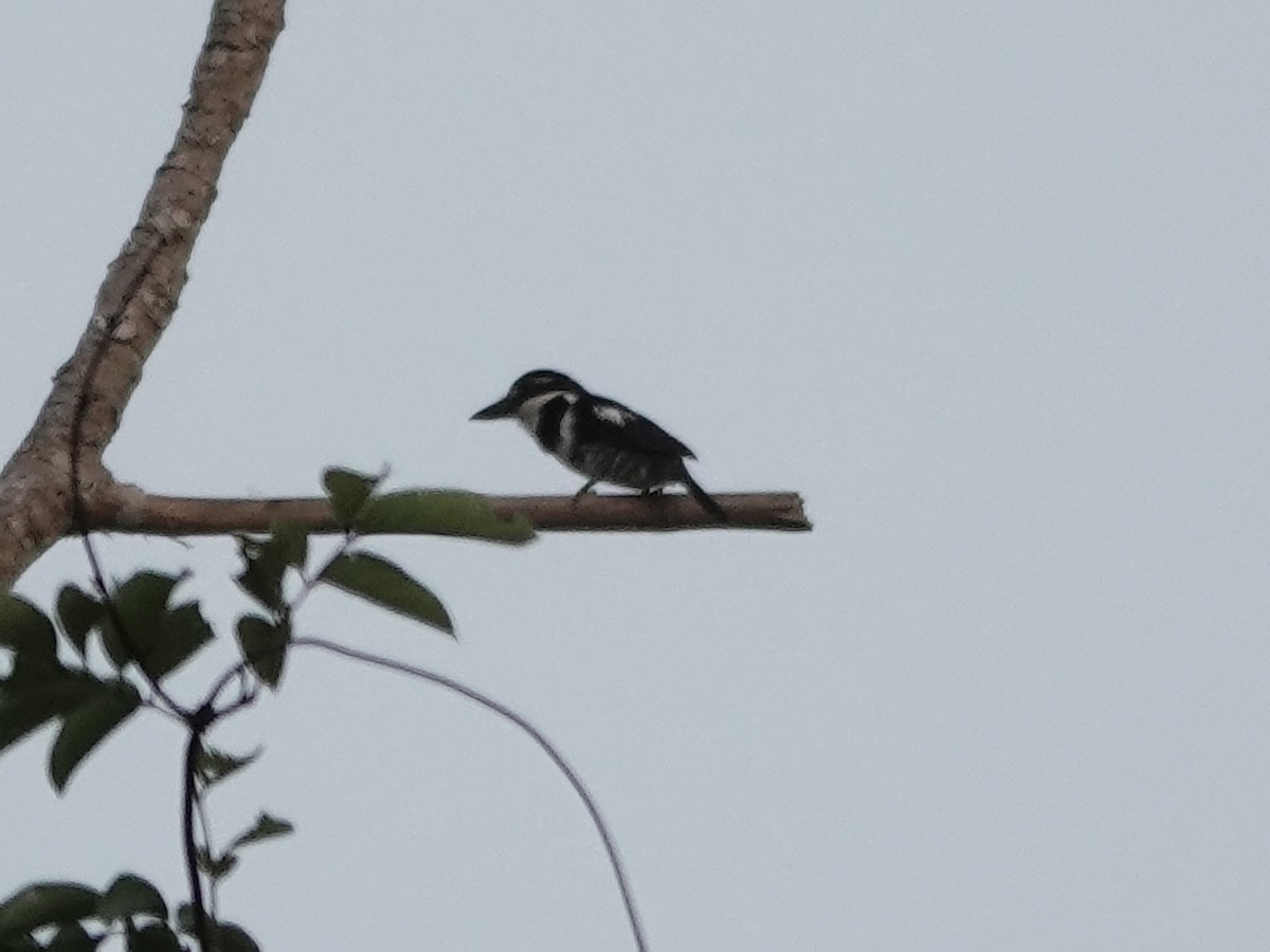 Pied Puffbird - ML646397081