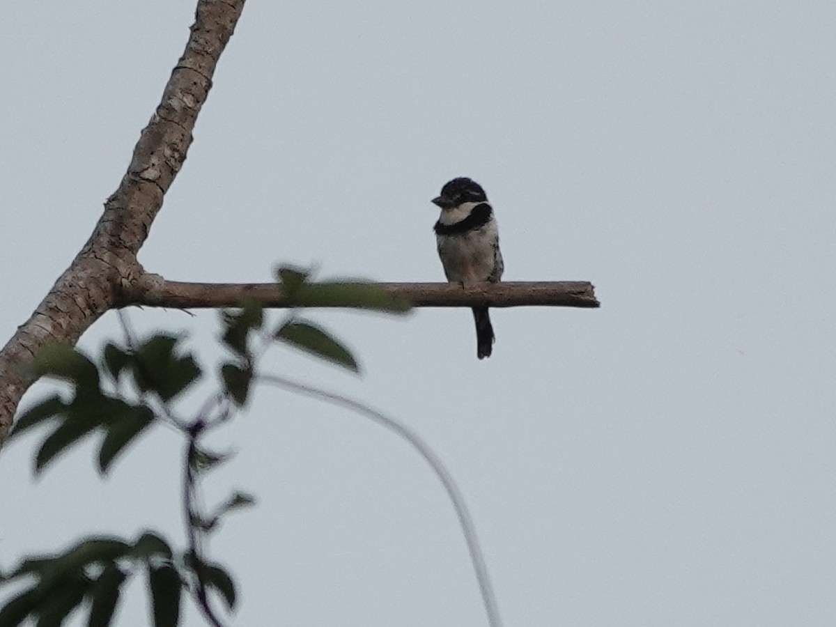 Pied Puffbird - ML646397082