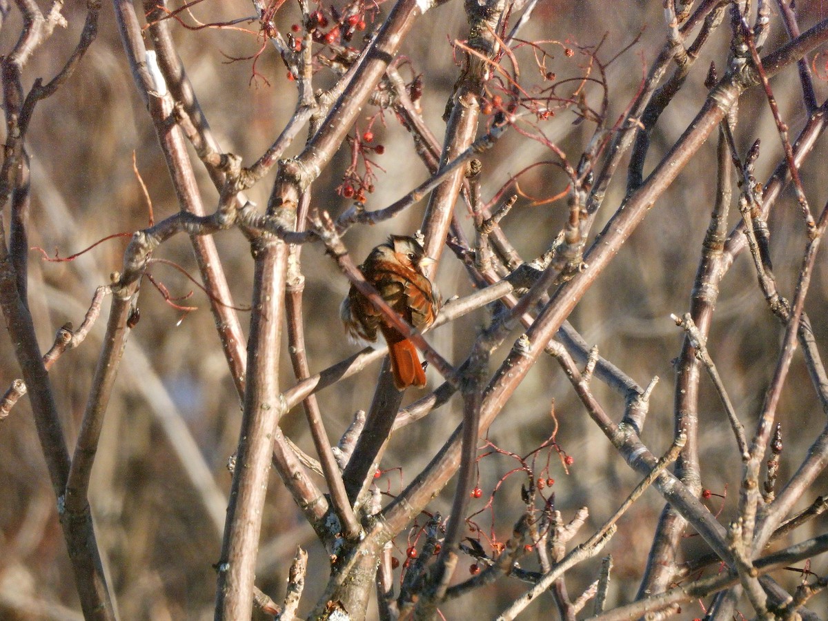 revespurv - ML646397083